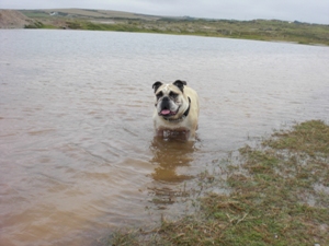 Wilf taking us for a walk on the beach.